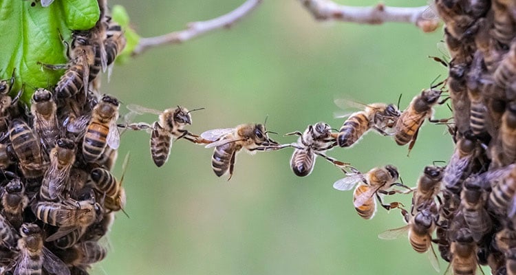 Carousel Bees