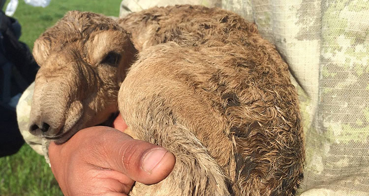 Carousel Saiga Calf